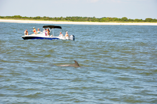 dolphin  and a boat